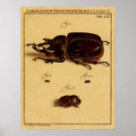 Rhinoceros Beetles Poster