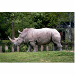 Rhinocéros blancs photo en découpe