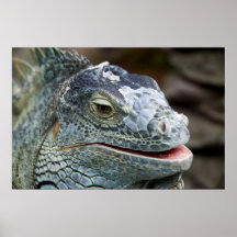 Rhinoceros Iguana Print