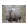 Rhinoceros in Kruger Postcards