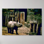 Rhinocéros indien posters