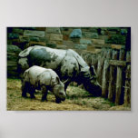 Rhinocéros indiens affiches