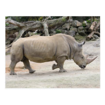 Rhinoceros on the run @ Auckland Zoo Postcard