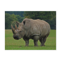 Rhinoceros postcard
