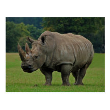 Rhinoceros postcard