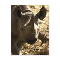 Rhino's head postcard
