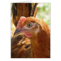 Rhode Island Red Cards