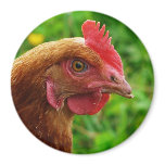 Rhode Island Red Hen
