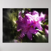 rhodedendron posters