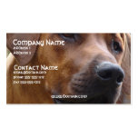 Rhodesian Ridgeback Dog Business Card business cards
