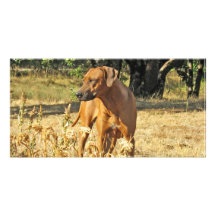 Rhodesian Ridgeback Greeting Card Photo Cards