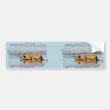 Rhodesian Ridgeback - Is the Water Cold? Bumper Sticker