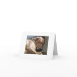 Rhodesian Ridgeback Labrador Dog Mix cards