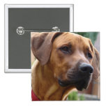 Rhodesian Ridgeback Square Pin buttons