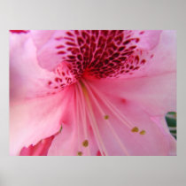 Rhodies Pink Floral Healing Art gifts Nature Poster