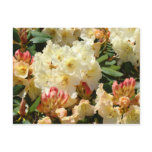 Rhodies Yellow Cream Orange Rhododendro Flowers