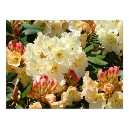 Rhodies Yellow Cream Orange Rhododendro Flowers Post Cards