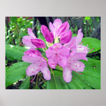 Rhododendron 1 affiche