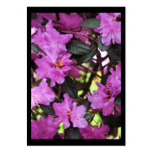 Rhododendron ATC Business Cards