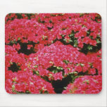 Rhododendron Azalea flowers Mouse Pads