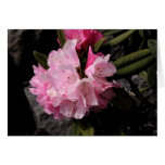 Rhododendron card