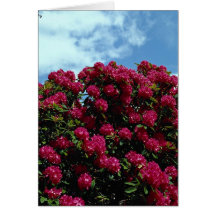 Rhododendron Cards