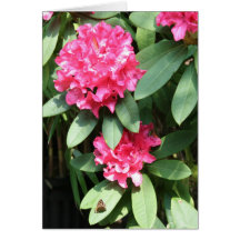 Rhododendron Cards