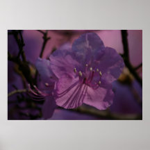 Rhododendron flower | Fleur de rhododendron Poster
