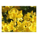 Rhododendron Flowers Photography Fine Art Prints photography
