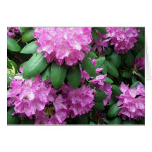 Rhododendron Garden Greeting Card