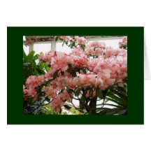 Rhododendron Greeting Cards