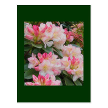 Rhododendron Postcard