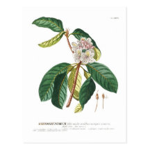 Rhododendron. Postcard