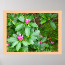 Rhododendron Poster