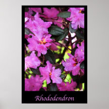 Rhododendron Poster