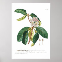 Rhododendron Print
