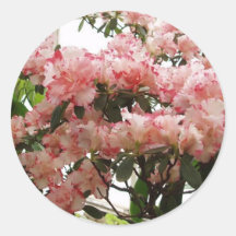 Rhododendron Stickers