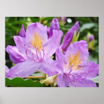 Rhododendrons Flowers art prints gifts Rhodies