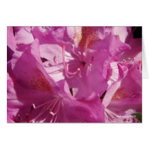 Rhododendrons In Bloom Greeting Cards