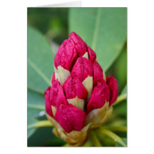 Rhododendrons  in Bud Card
