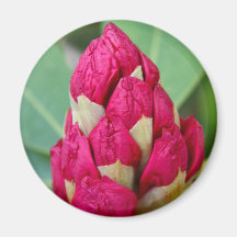 Rhododendrons  in Bud Magnet