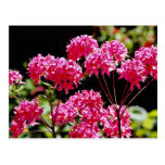 Rhododendrons, Quebec, Canada Yellow flowers Post Cards