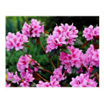 Rhododendrons, Quebec, Canada Yellow flowers Postcard