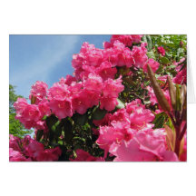 Rhododendrons - Vancouver, BC Note Card