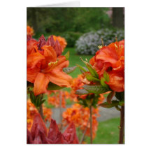 Rhododendrums 25 tasses de cadeaux de cartes de FL