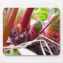 Rhubarb Sprouting In The Spring Garden