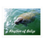 Rhythm of Belize Manatee in the River Blank Card Post Cards