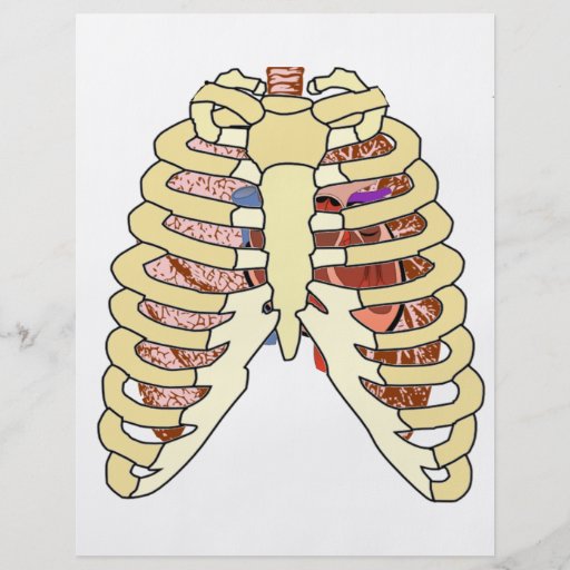 Rib Cage Lungs & Heart Flyer Design