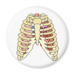 Rib Cage Lungs & Heart Magnets