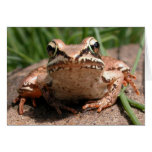 Ribbit! Greeting Card
